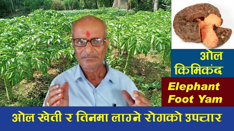 ओल खती गर्ने तरीका र त्यसमा लाग्ने रोगको नियन्त्रणका उपाय